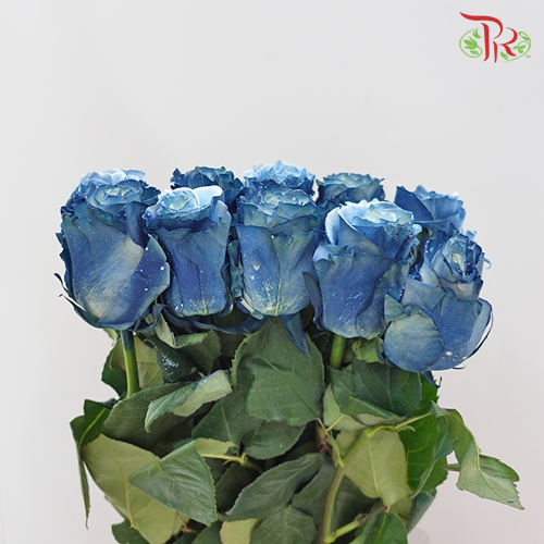 Ceres Rose - Milky Way (10 Stems)-Ecd-prflorist.com.my