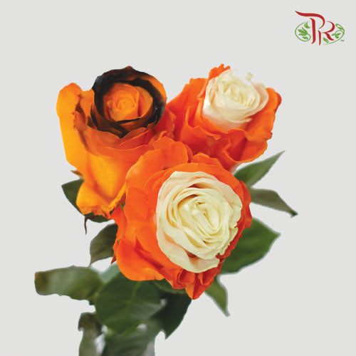 Ceres Rose - Mix Halloween 1 (10 Stems)-Ecd-prflorist.com.my