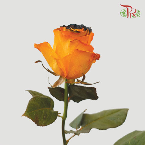 Ceres Rose - Mix Halloween 1 (10 Stems)-Ecd-prflorist.com.my