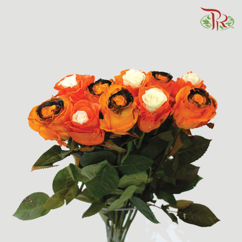 Ceres Rose - Mix Halloween 1 (10 Stems)-Ecd-prflorist.com.my