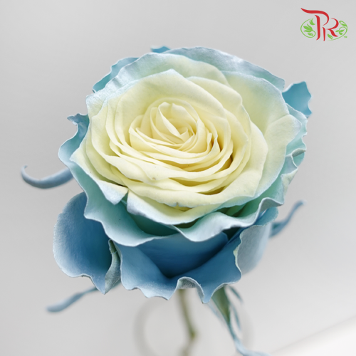 Ceres Rose - Mondial Baby Blue (10 Stems)-Ecd-prflorist.com.my
