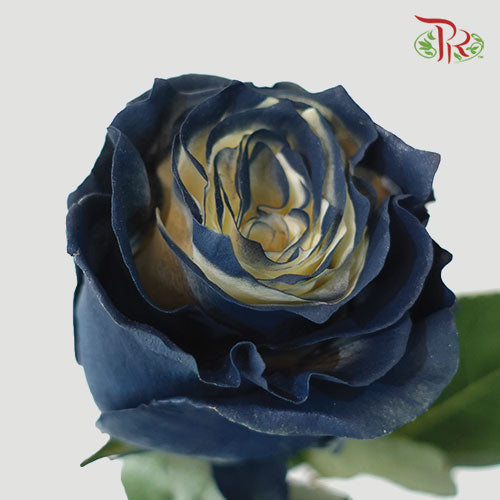 Ceres Rose - Moonlight (10 Stems)-Ecd-prflorist.com.my
