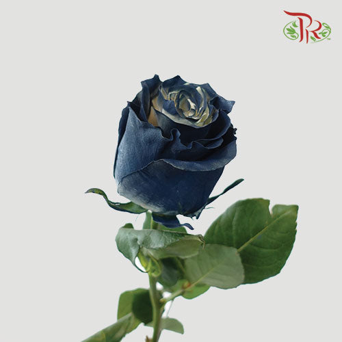 Ceres Rose - Moonlight (10 Stems)-Ecd-prflorist.com.my