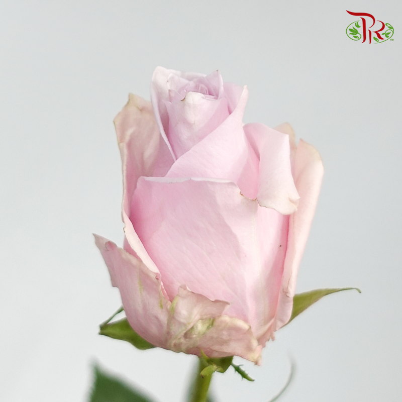 Ceres Rose - Nautica (10 Stems)-Ecd-prflorist.com.my