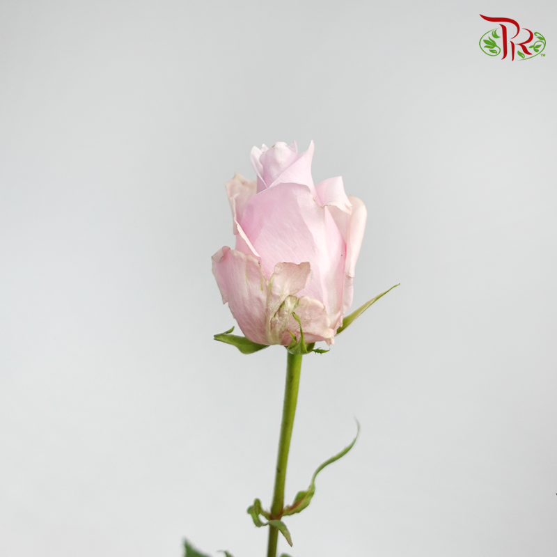 Ceres Rose - Nautica (10 Stems)-Ecd-prflorist.com.my