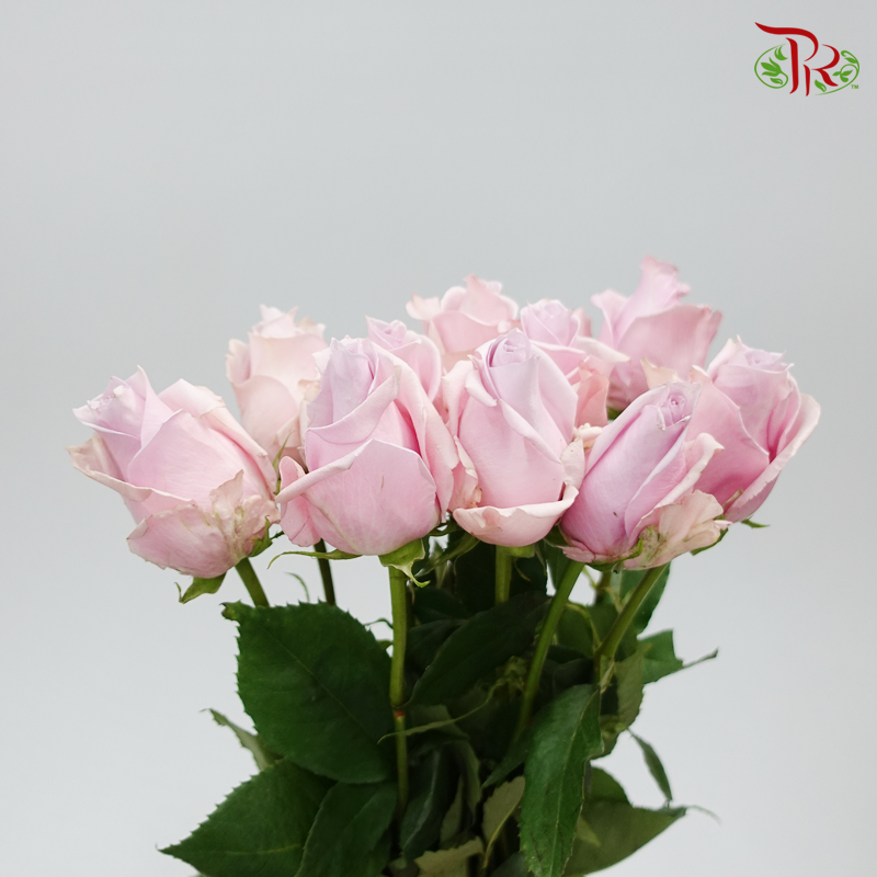 Ceres Rose - Nautica (10 Stems)-Ecd-prflorist.com.my