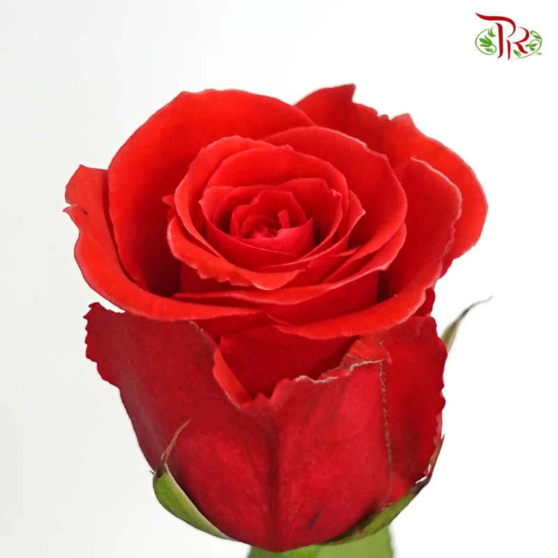 Ceres Rose - Nina (10 Stems)-Ecd-prflorist.com.my