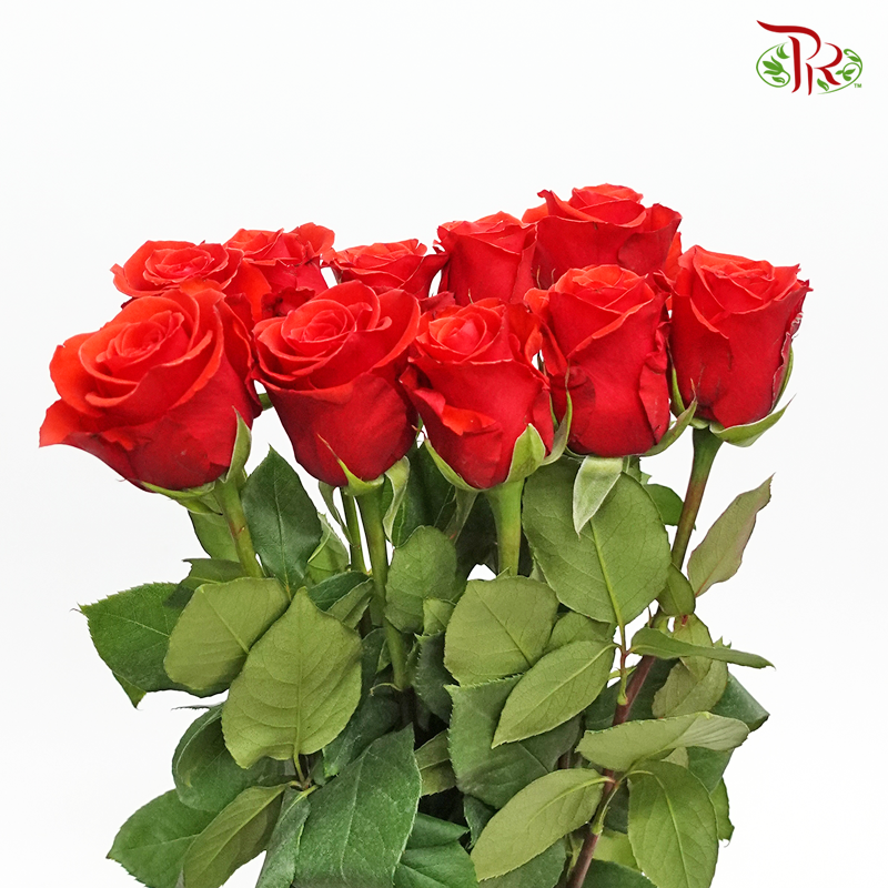 Ceres Rose - Nina (10 Stems)-Ecd-prflorist.com.my