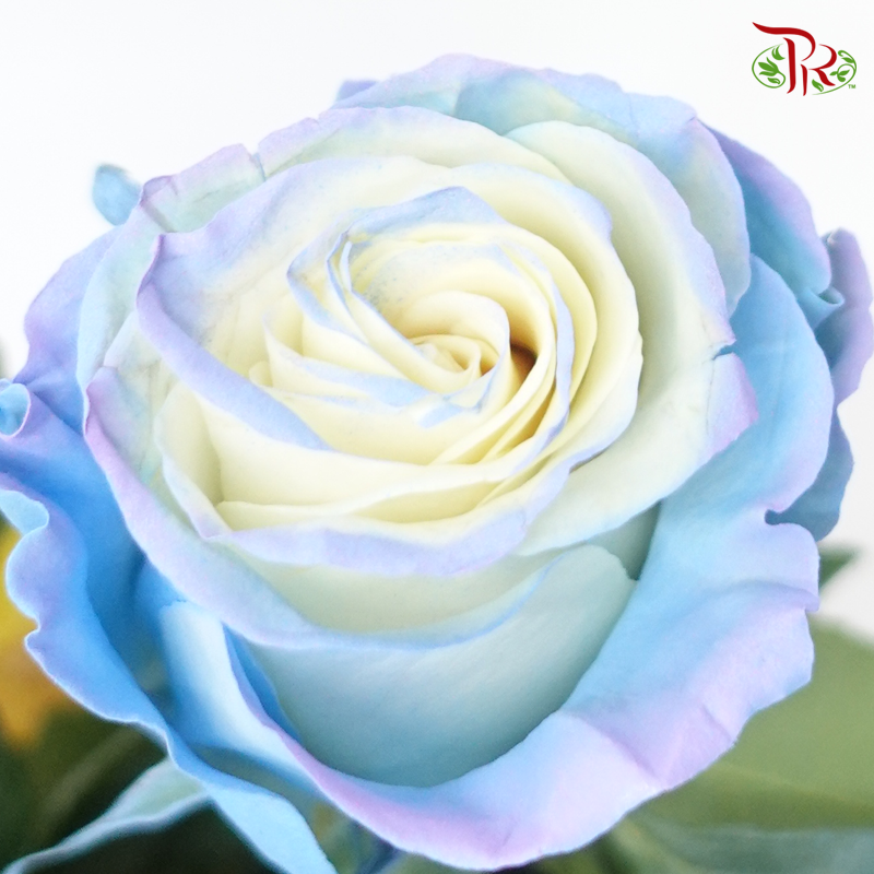 Ceres Rose - Ocean Edge (10 Stems)-Blue-Ecd-prflorist.com.my