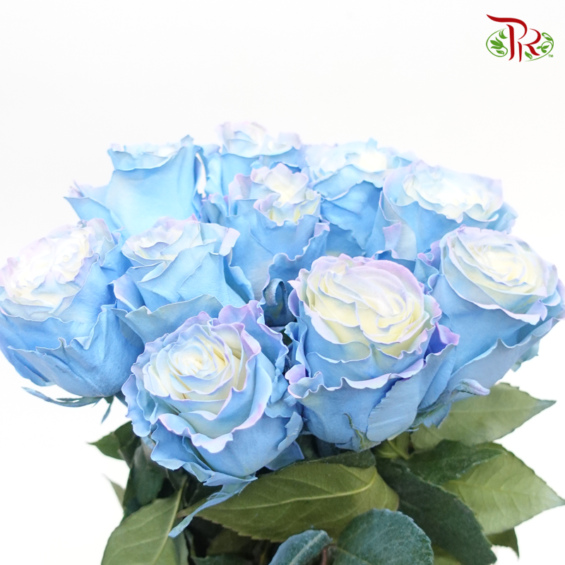 Ceres Rose - Ocean Edge (10 Stems)-Blue-Ecd-prflorist.com.my
