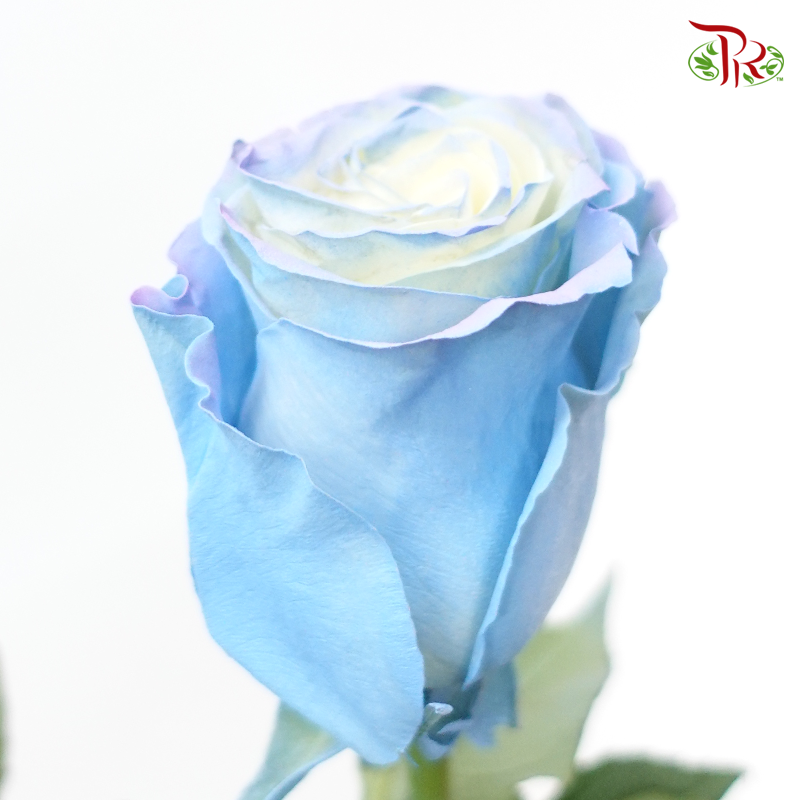 Ceres Rose - Ocean Edge (10 Stems)-Blue-Ecd-prflorist.com.my