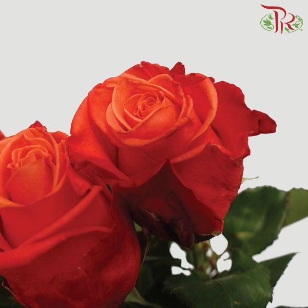 Ceres Rose - Orange Crush (10 Stems)-Ecd-prflorist.com.my