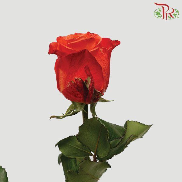 Ceres Rose - Orange Crush (10 Stems)-Ecd-prflorist.com.my