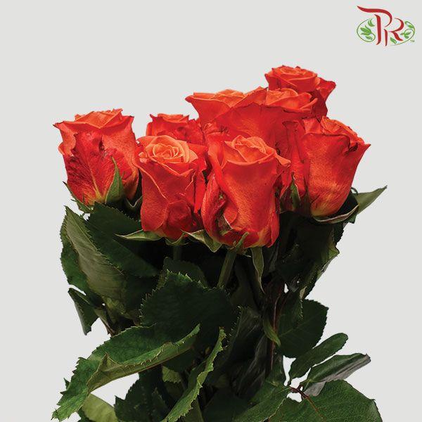 Ceres Rose - Orange Crush (10 Stems)-Ecd-prflorist.com.my