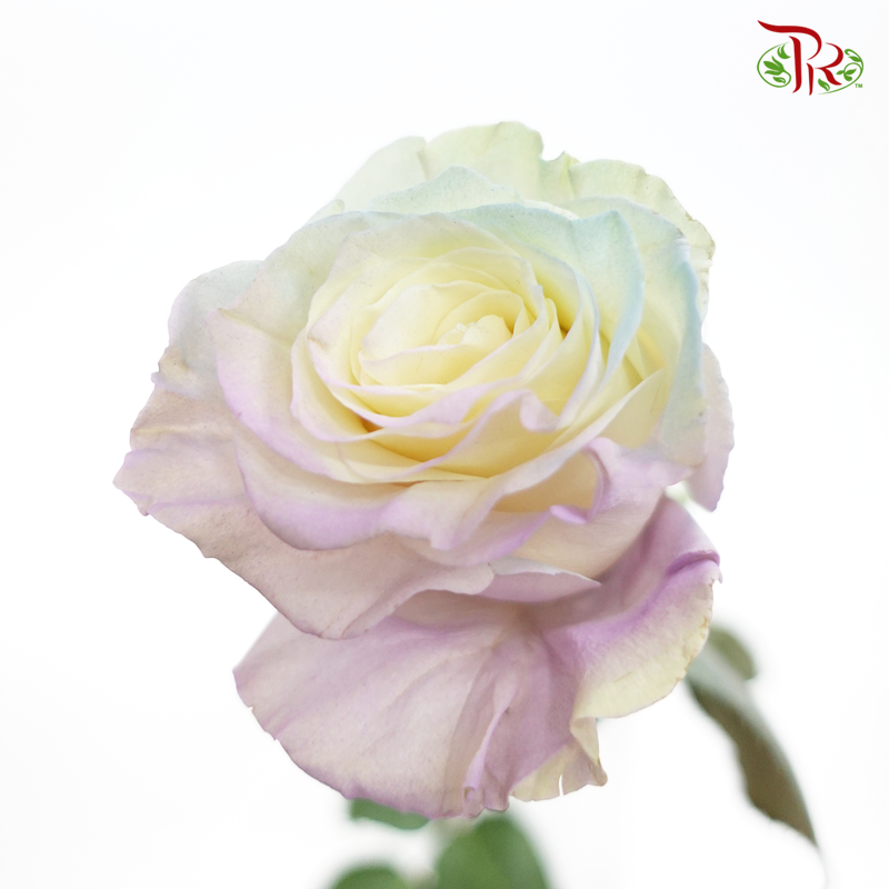 Ceres Rose - Pastel Mint (10 Stems)-Purple-Ecd-prflorist.com.my