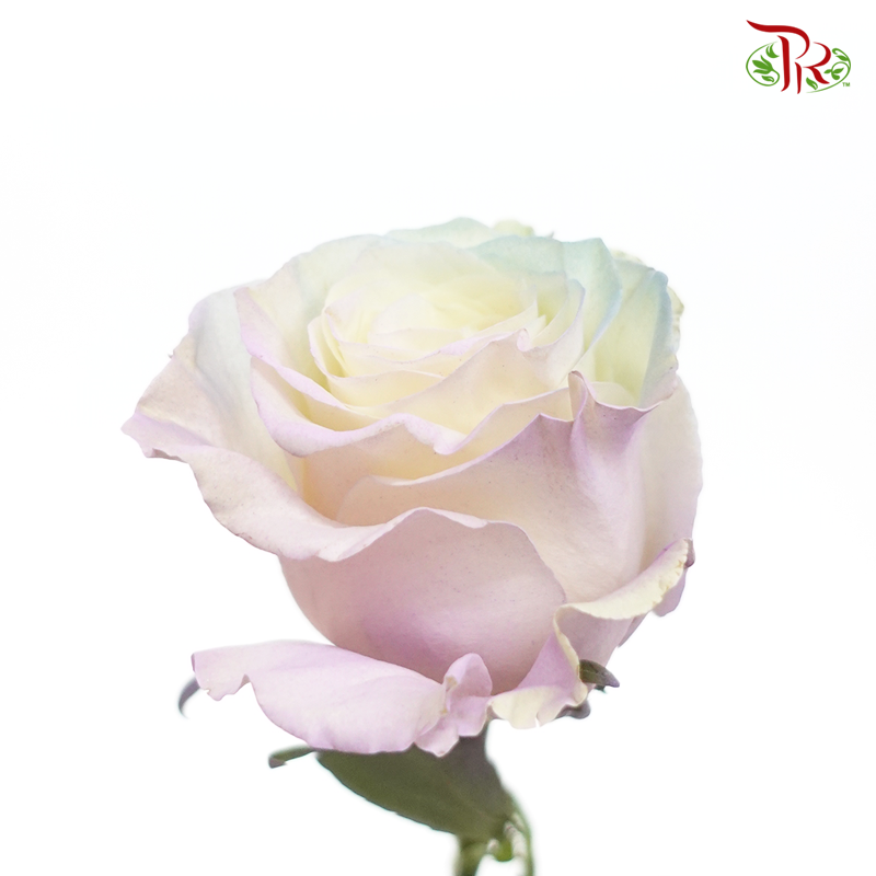 Ceres Rose - Pastel Mint (10 Stems)-Purple-Ecd-prflorist.com.my