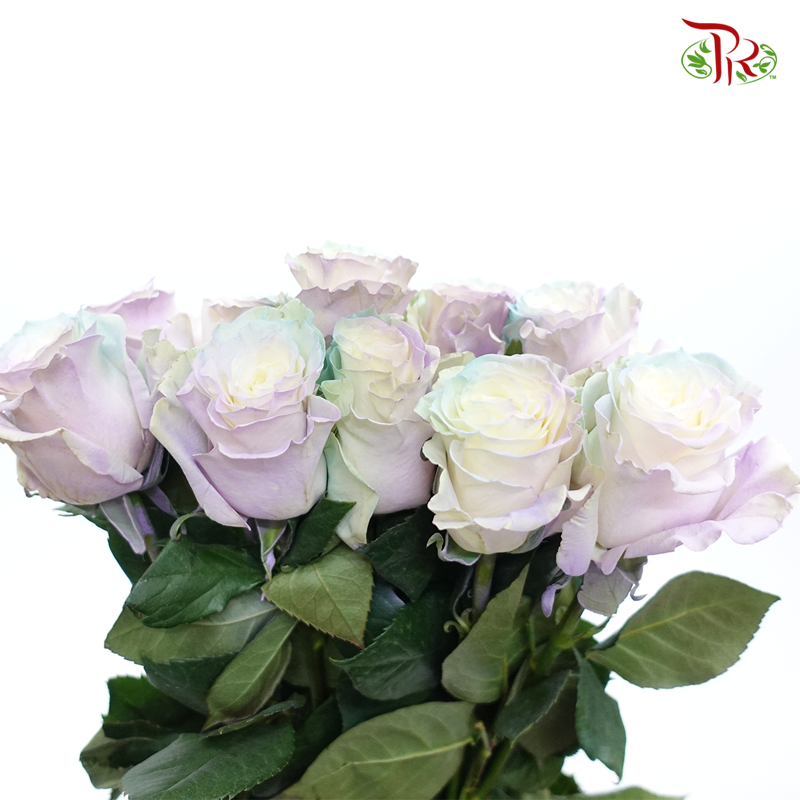 Ceres Rose - Pastel Mint (10 Stems)-Purple-Ecd-prflorist.com.my