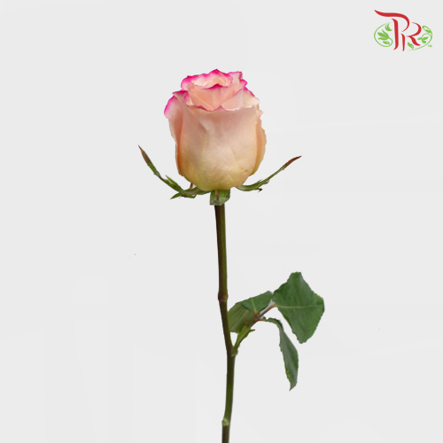 Ceres Rose - Peach Horizont 3 (10 Stems)-Ecd-prflorist.com.my
