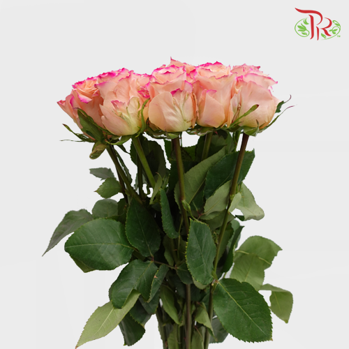 Ceres Rose - Peach Horizont 3 (10 Stems)-Ecd-prflorist.com.my