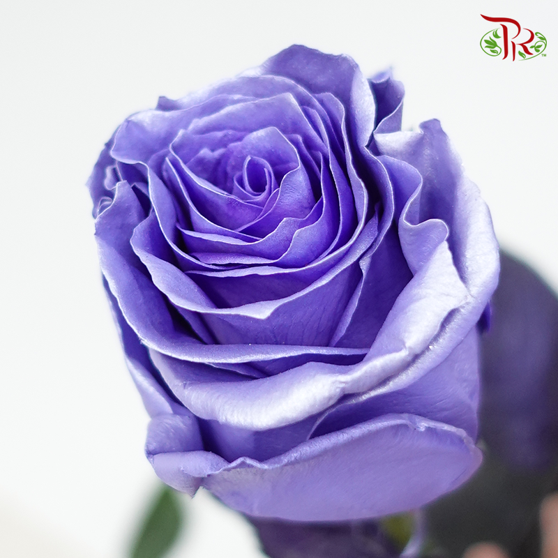 Ceres Rose - Pearl Lavender (10 Stems)-Ecd-prflorist.com.my