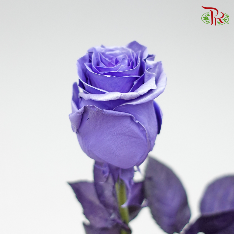 Ceres Rose - Pearl Lavender (10 Stems)-Ecd-prflorist.com.my