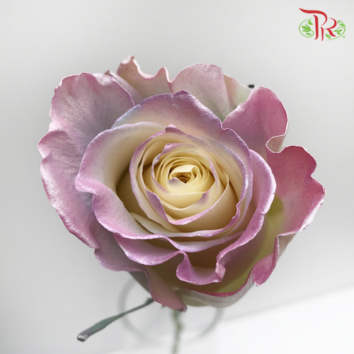 Ceres Rose - Pearl Sweet Aurora (10 Stems)-Ecd-prflorist.com.my