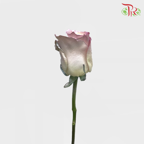 Ceres Rose - Pearl Sweet Aurora (10 Stems)-Ecd-prflorist.com.my