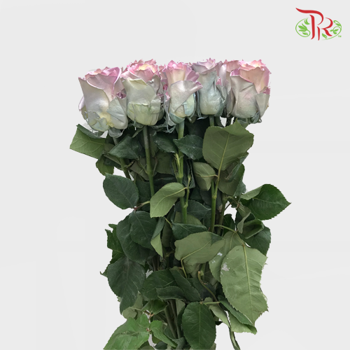 Ceres Rose - Pearl Sweet Aurora (10 Stems)-Ecd-prflorist.com.my