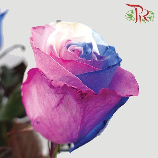 Ceres Rose - Petite Princesse (10 Stems)-Ecd-prflorist.com.my