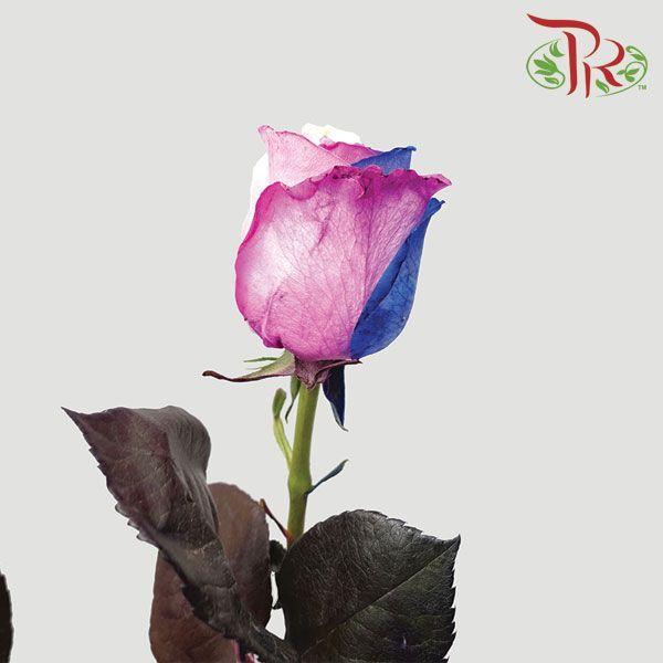 Ceres Rose - Petite Princesse (10 Stems)-Ecd-prflorist.com.my