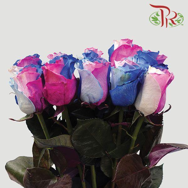 Ceres Rose - Petite Princesse (10 Stems)-Ecd-prflorist.com.my