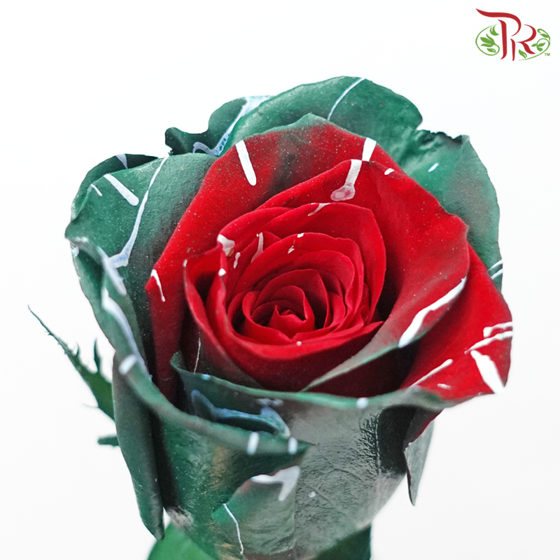 Ceres Rose - Picasso Xmas (10 Stems)-Ecd-prflorist.com.my
