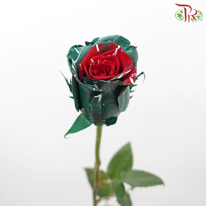 Ceres Rose - Picasso Xmas (10 Stems)-Ecd-prflorist.com.my