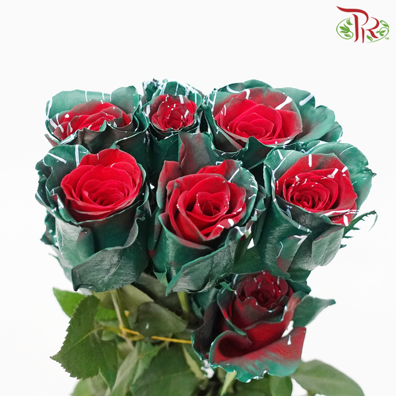 Ceres Rose - Picasso Xmas (10 Stems)-Ecd-prflorist.com.my