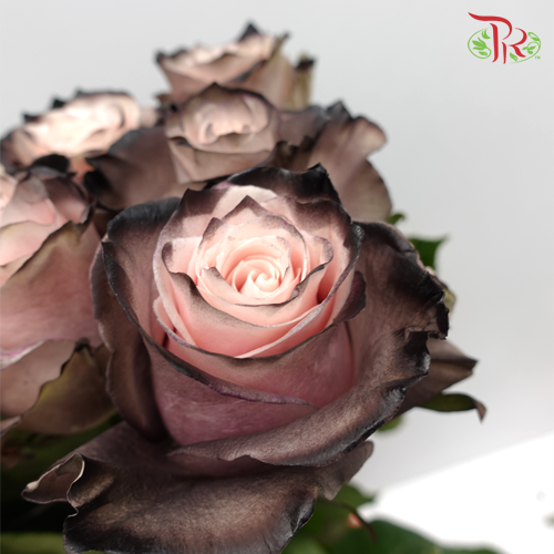 Ceres Rose - Pink Choccolate (10 Stems)-Ecd-prflorist.com.my