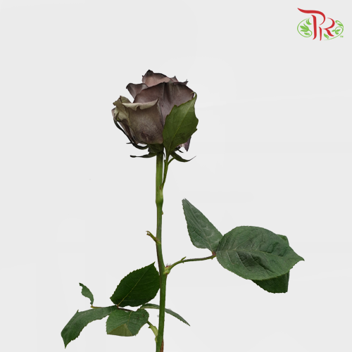 Ceres Rose - Pink Choccolate (10 Stems)-Ecd-prflorist.com.my