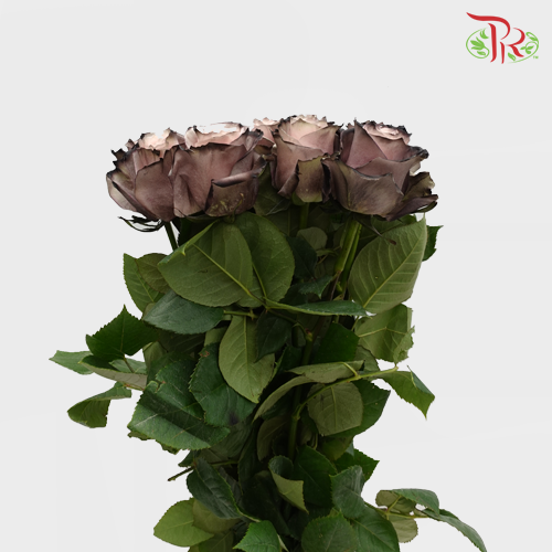 Ceres Rose - Pink Choccolate (10 Stems)-Ecd-prflorist.com.my