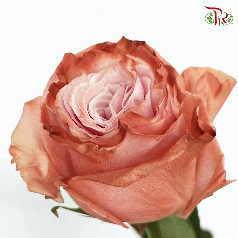 Ceres Rose - Pink Chocolate-1 (10 Stems)-Ecd-prflorist.com.my