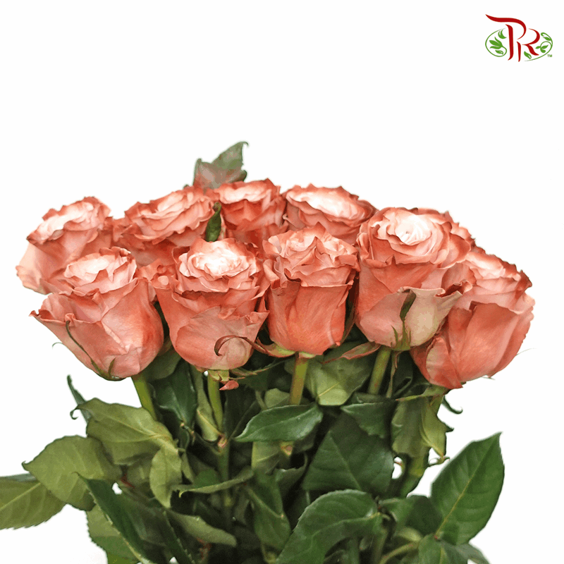 Ceres Rose - Pink Chocolate-1 (10 Stems)-Ecd-prflorist.com.my