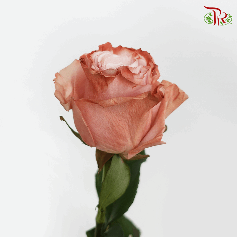 Ceres Rose - Pink Chocolate-1 (10 Stems)-Ecd-prflorist.com.my