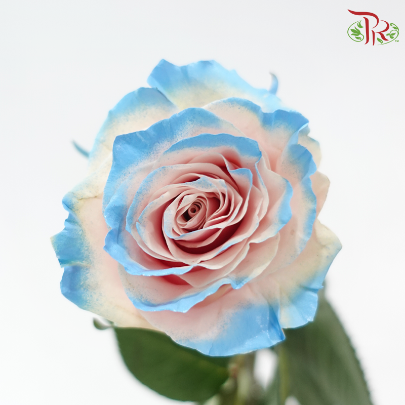 Ceres Rose - Pink Horizont (10 Stems)-Ecd-prflorist.com.my