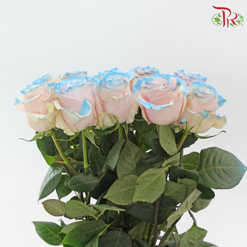 Ceres Rose - Pink Horizont (10 Stems)-Ecd-prflorist.com.my