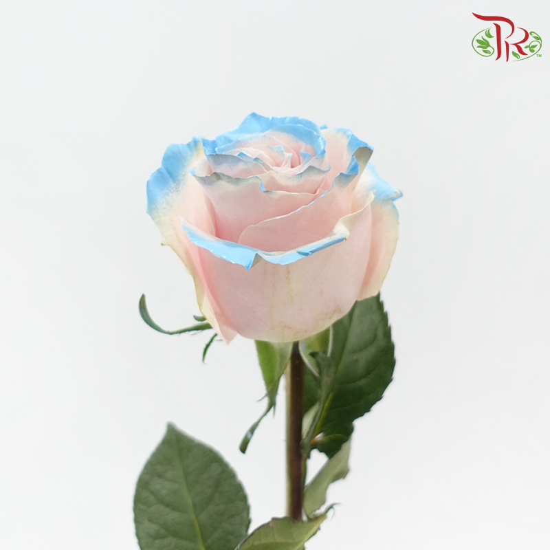 Ceres Rose - Pink Horizont (10 Stems)-Ecd-prflorist.com.my