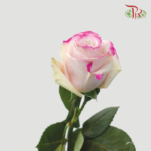 Ceres Rose - Pink Horizont 2 (10 Stems)-Ecd-prflorist.com.my