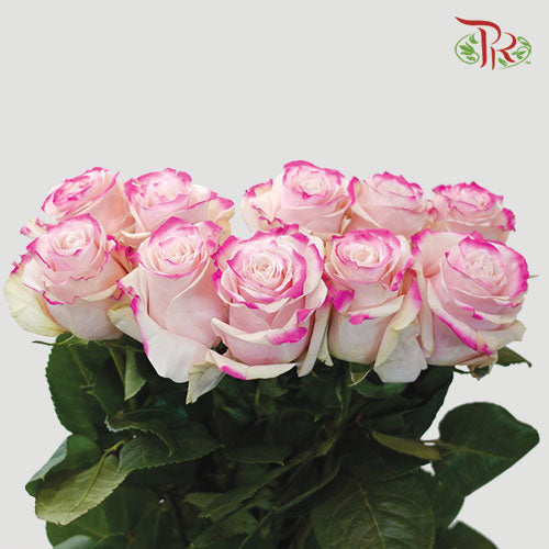 Ceres Rose - Pink Horizont 2 (10 Stems)-Ecd-prflorist.com.my