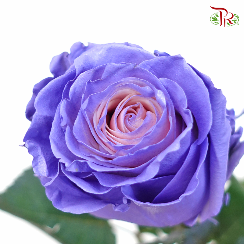 Ceres Rose - Pink Lavender (10 Stems)-Ecd-prflorist.com.my