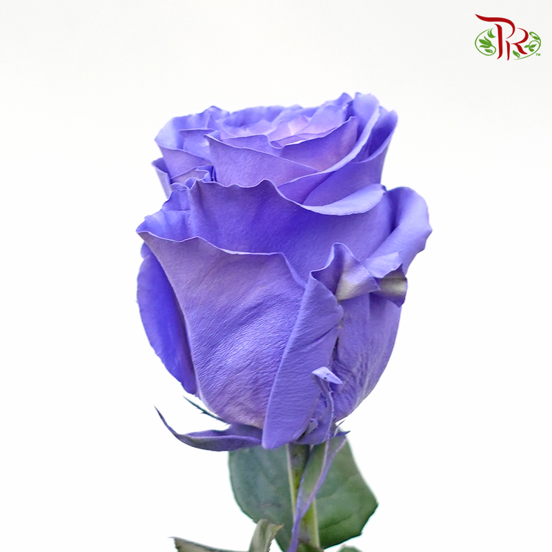 Ceres Rose - Pink Lavender (10 Stems)-Ecd-prflorist.com.my