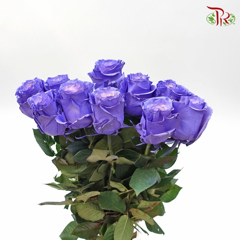 Ceres Rose - Pink Lavender (10 Stems)-Ecd-prflorist.com.my