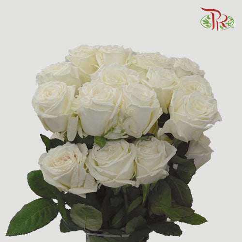 Ceres Rose - Playa Blanca (10 Stems)-White-Ecd-prflorist.com.my