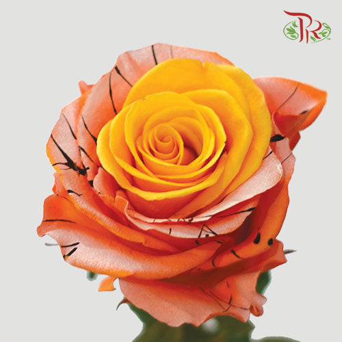 Ceres Rose - Poisonous Eyeball (10 Stems)-Ecd-prflorist.com.my